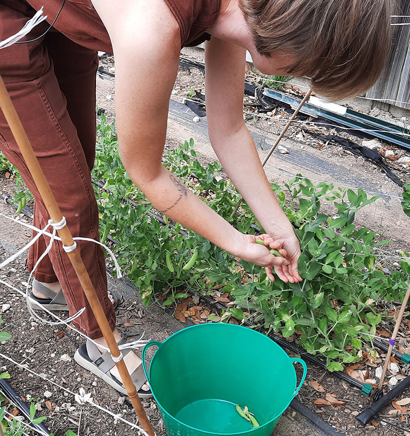 woman harvesting peas into a green bucket