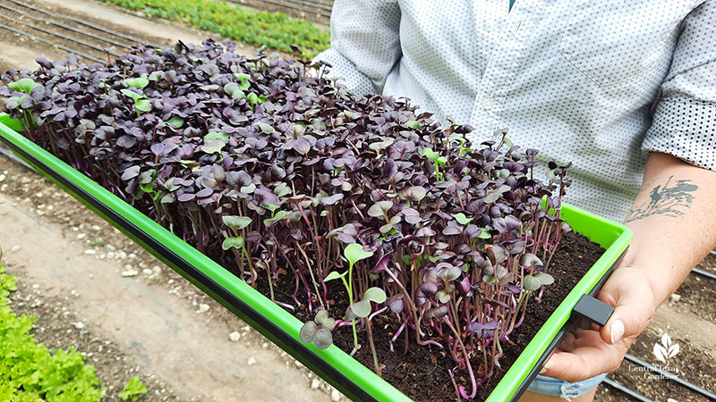 small purple plants in trays