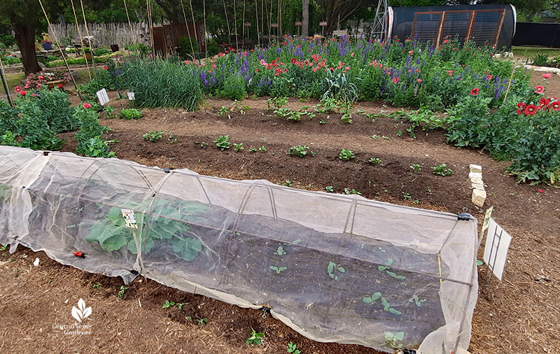 mesh on small plants and flowers in background