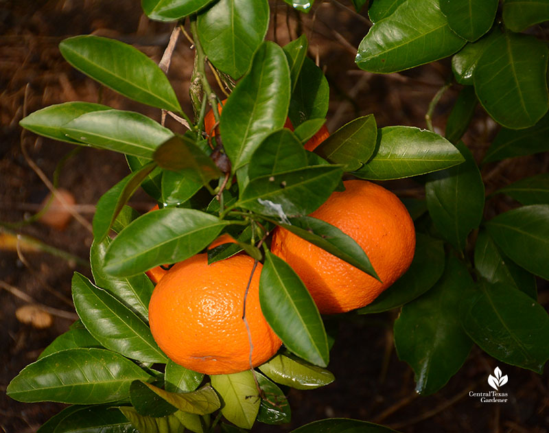 oranges on tree