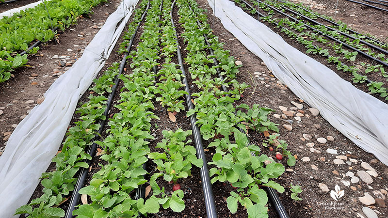 radishes in garden rows