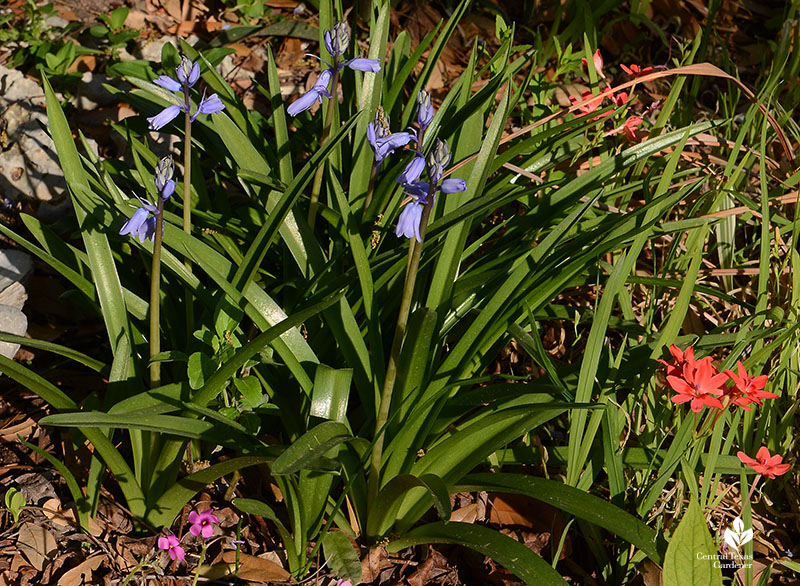 blue and coral flowers