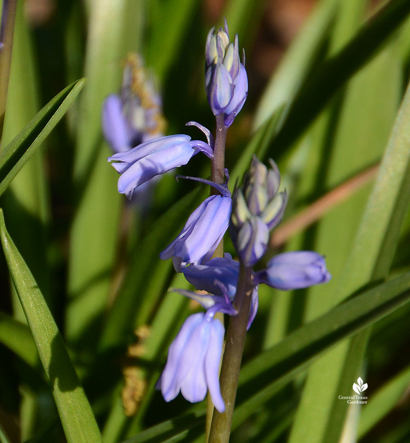 Spanish bluebells