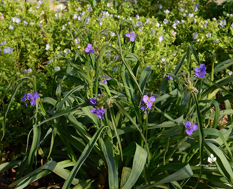 blue flowers