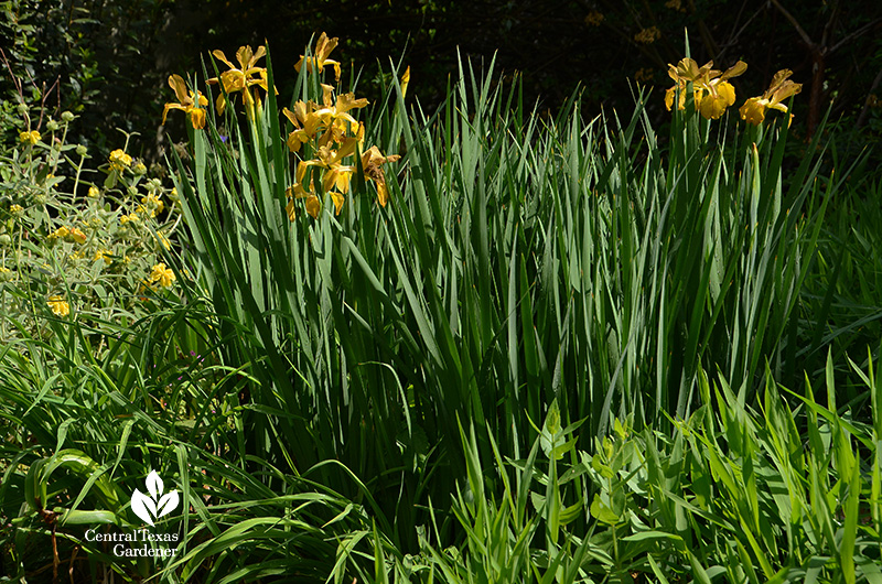 tall golden flowers with small yellow flowers on silver gray foliage