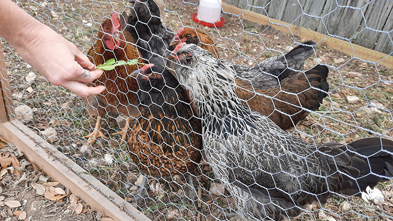 hens behind chicken wire