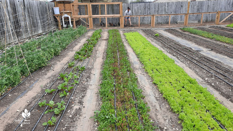 vegetable rows woman at chicken coop