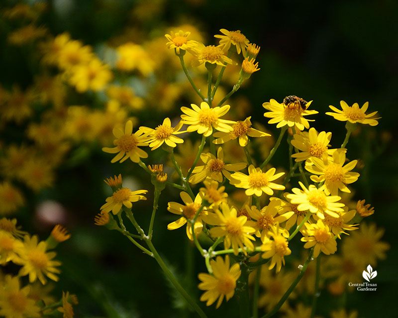 bee on yellow flower