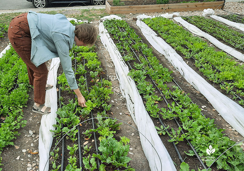 woman bending down to vegetable plants