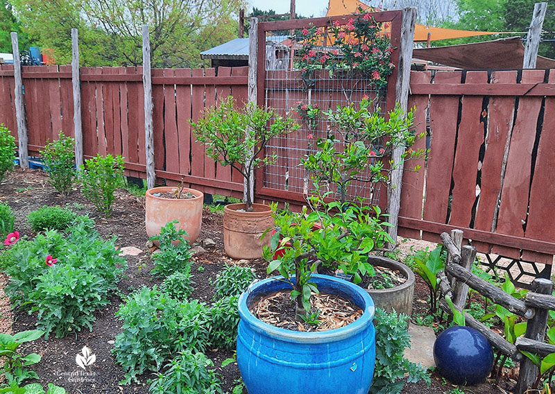 plant containers in garden vine on a trellis