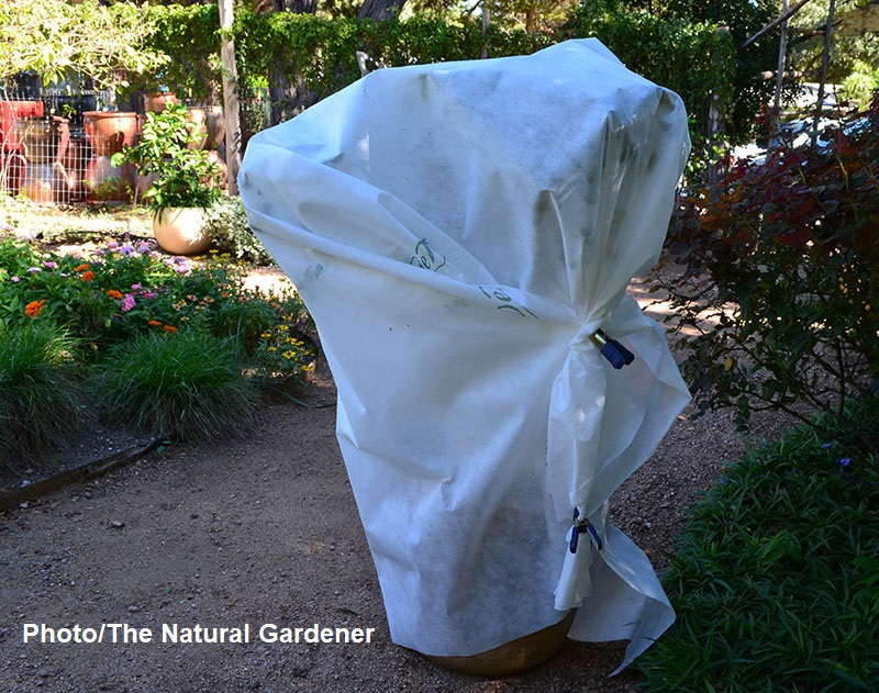 plant covered with fabric