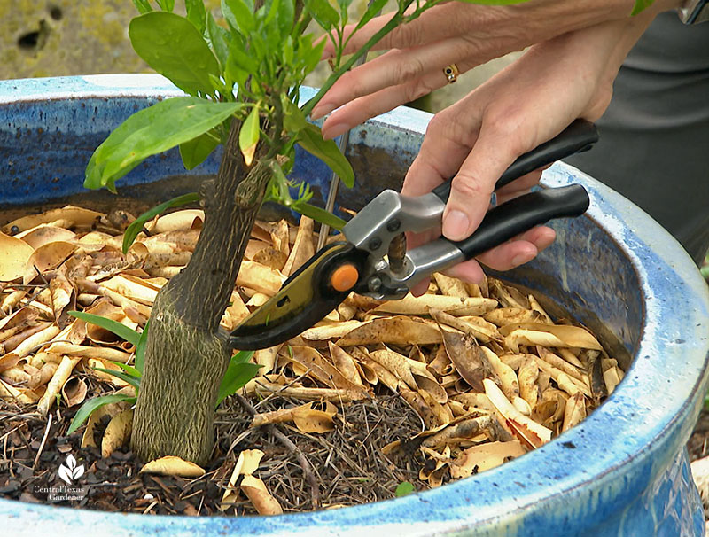 woman clipping shoots on plant