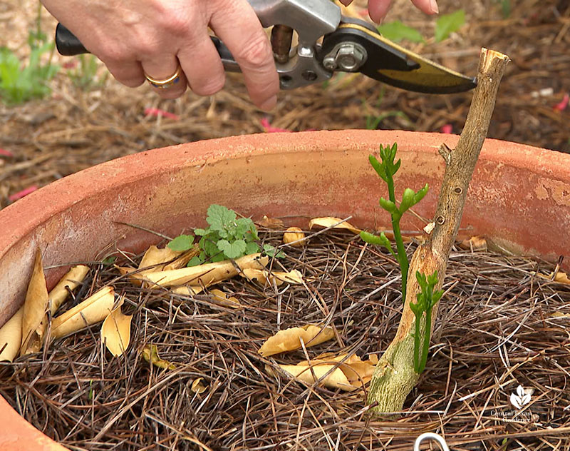 woman showing freeze-damage on twiggy plant