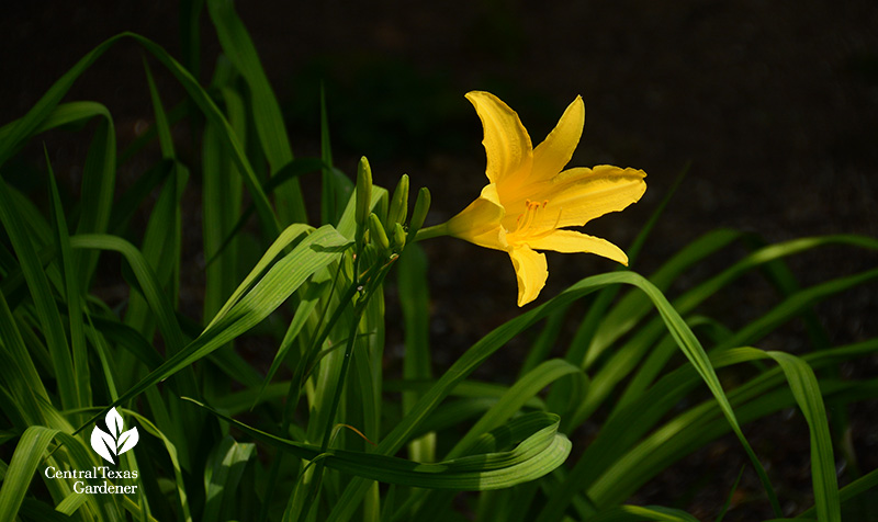 yellow flower 