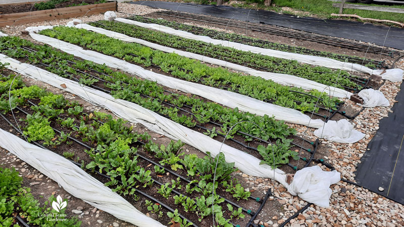 rows of vegetables river rock trenches between rows