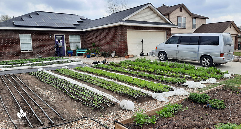 vegetable rows in front of house