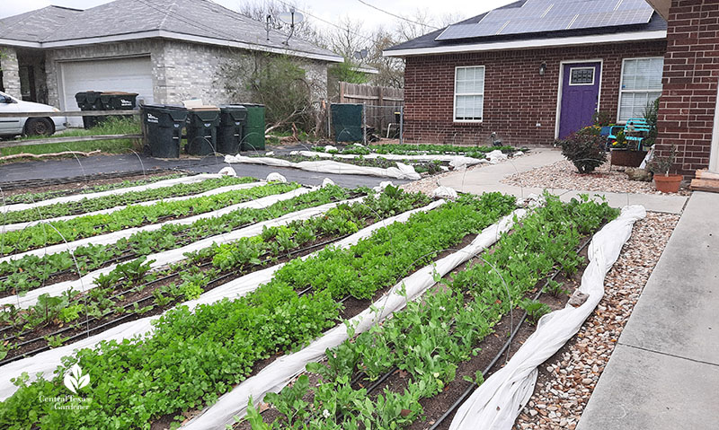 vegetable beds front yard next to driveway