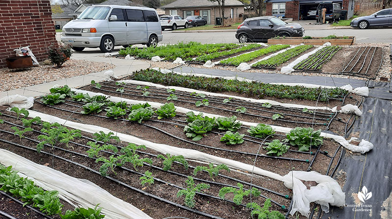 rows of vegetable crops in front yard