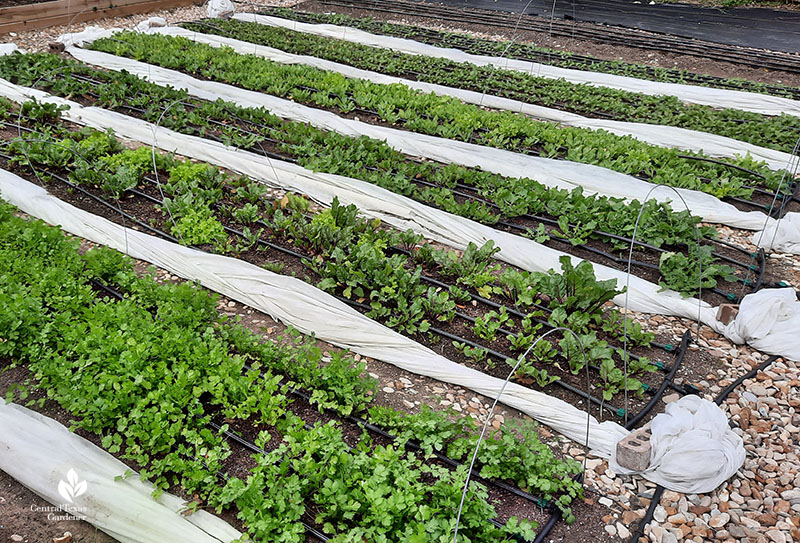 various vegetable crops in rows 