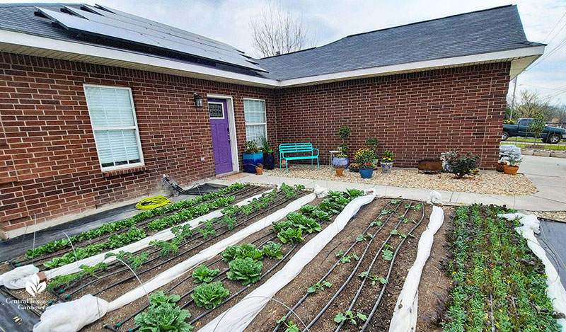 vegetable rows near front door and patio