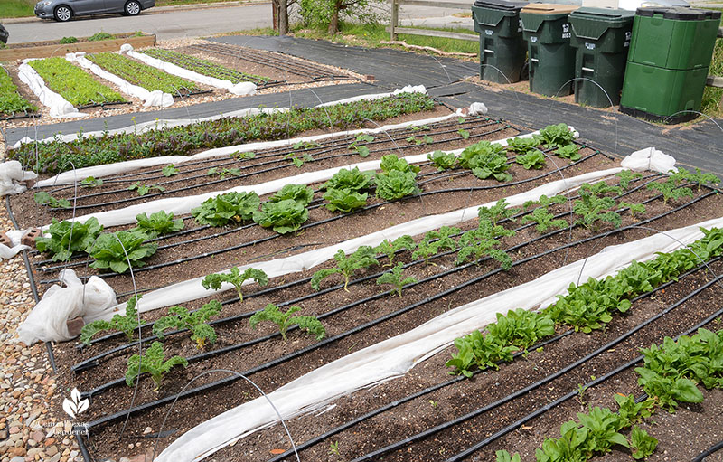 vegetable rows front yard compost bins on side