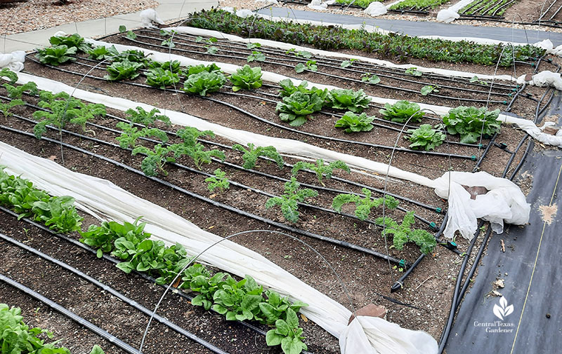 front yard vegetable rows