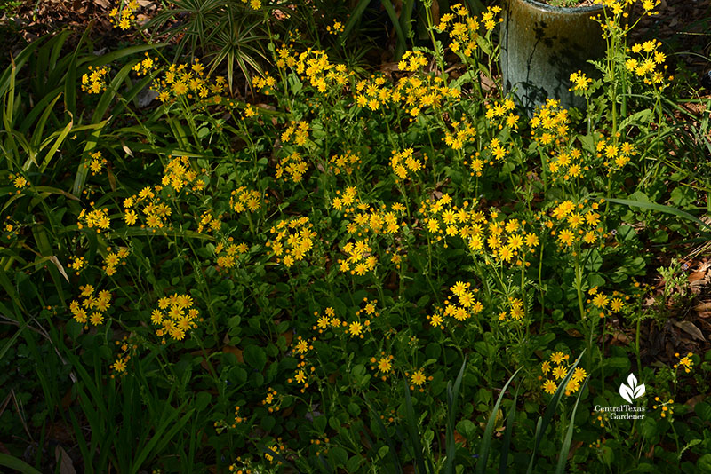 yellow flowers