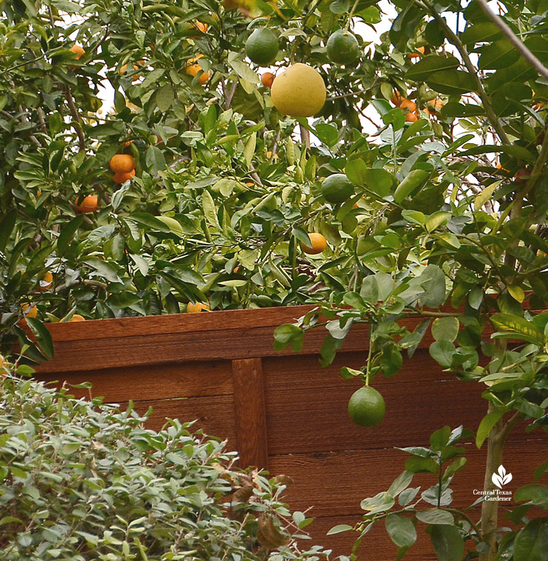 fruit trees in front of fence