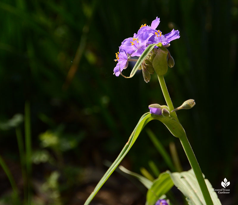 lavender blue spiderwort