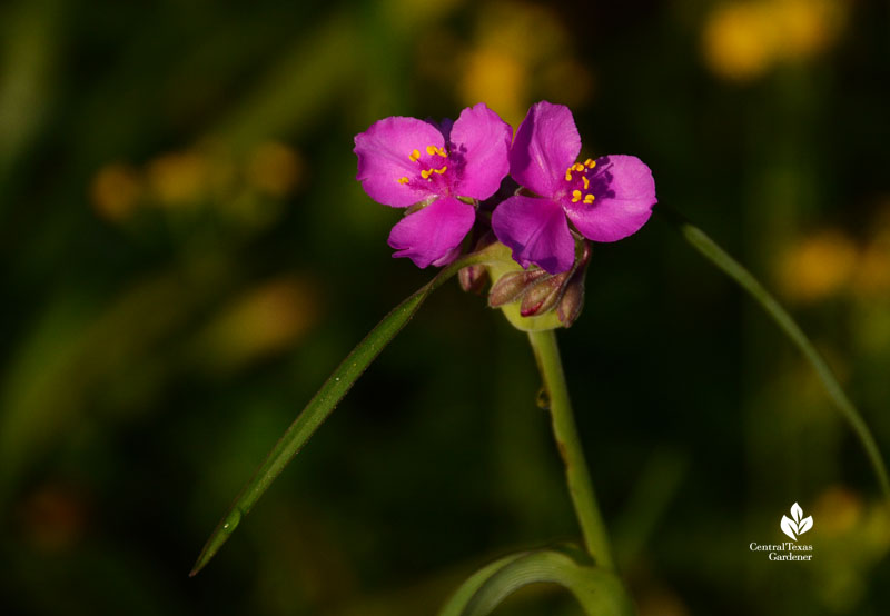 pink flower