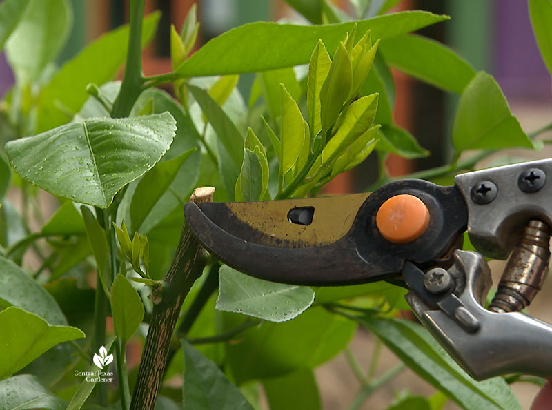 garden pruners showing pruned branch