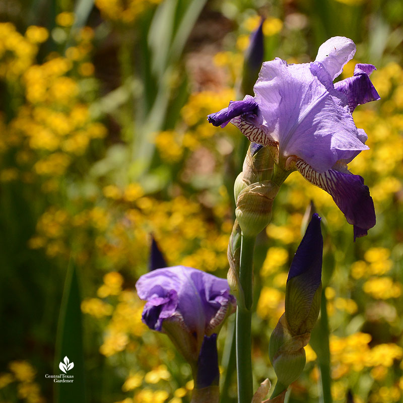 purple iris 