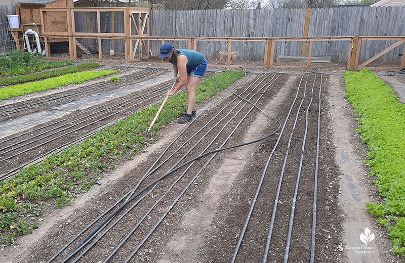 woman with scuffle tool in vegetable rows