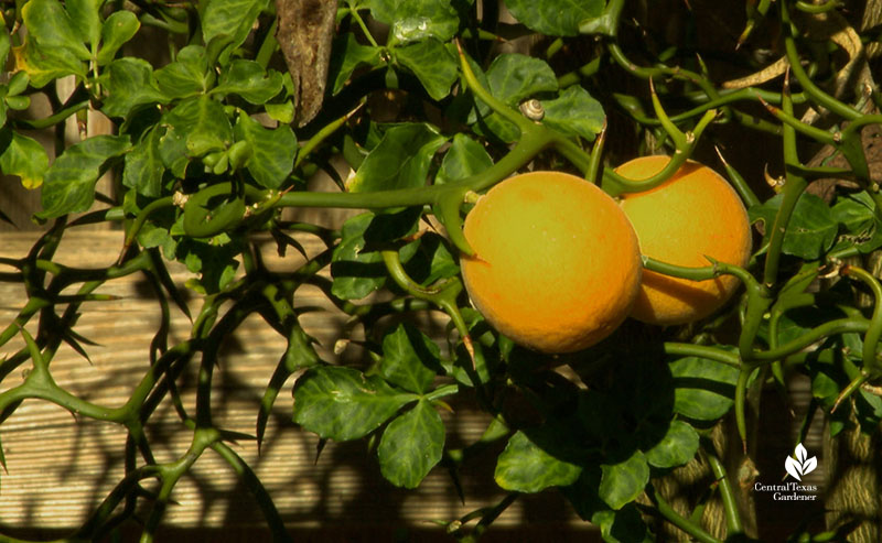 bright yellow orange fruit thorny branches