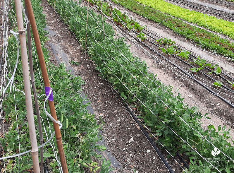 peas supported on strings 