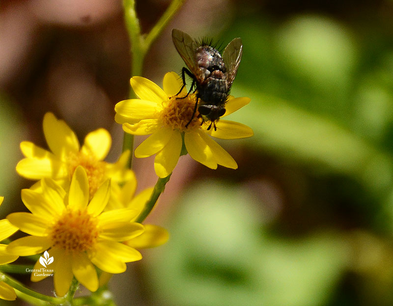 insect on yellow flower