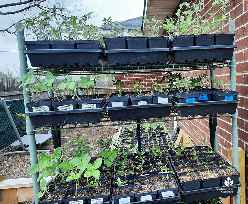 vegetable starts on rack 