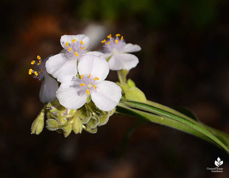 white flower