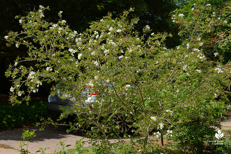 small tree covered with small white flowers