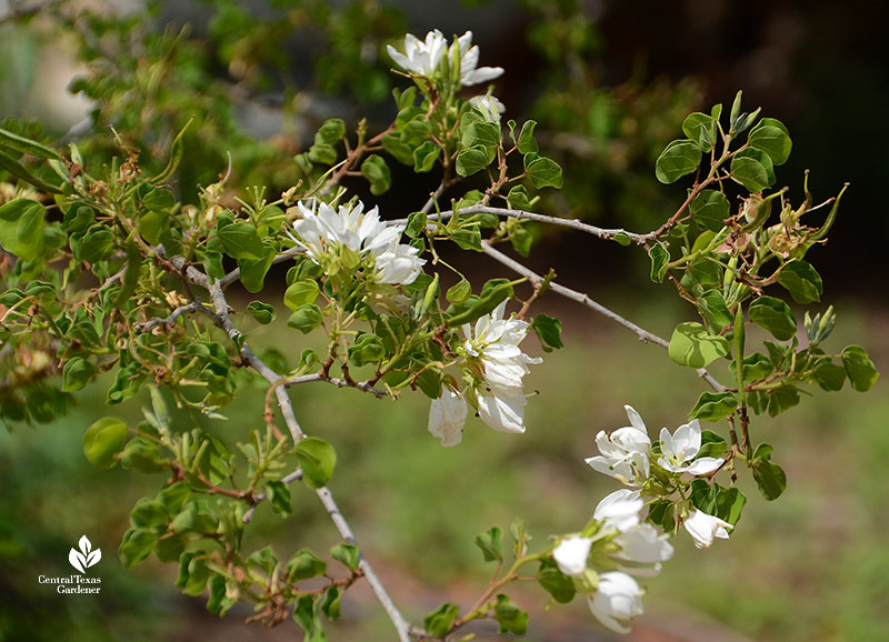 small white flowers on small tree