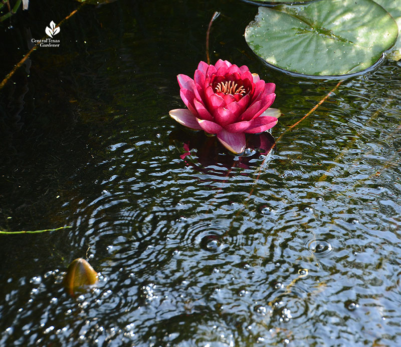 deep magenta  water lily