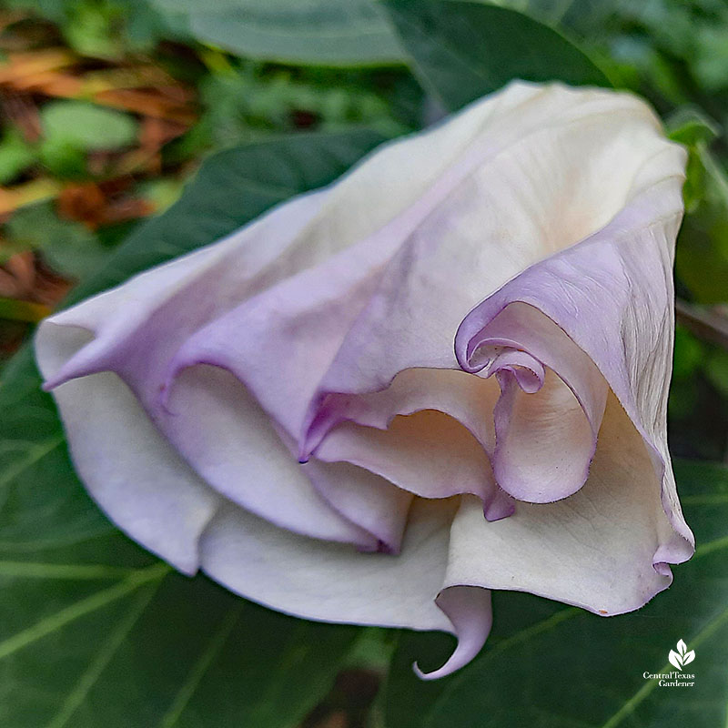 curled up white trumpet-shaped flower