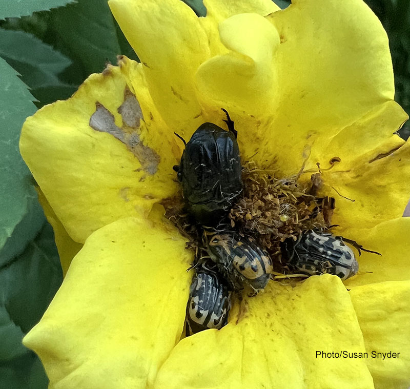 beetle clusters in rose