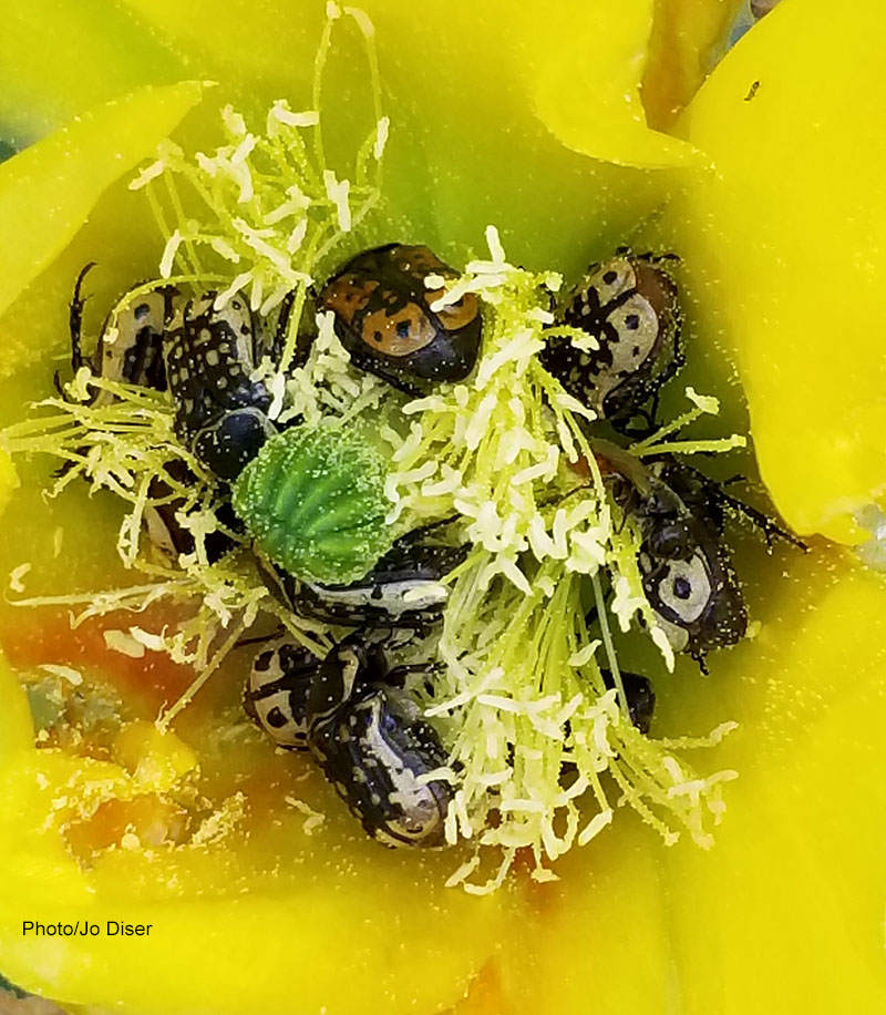 beetles clustering in prickly pear flower