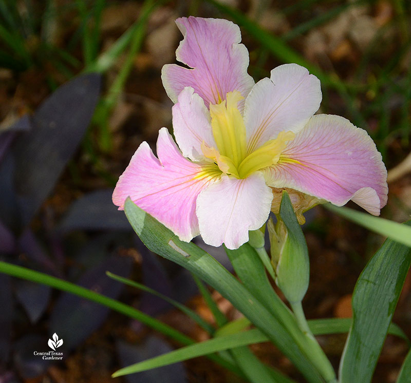 lavender white and yellow iris flower