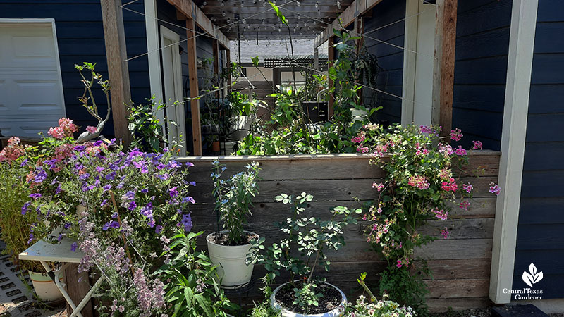 container plants against wood structure and pergola