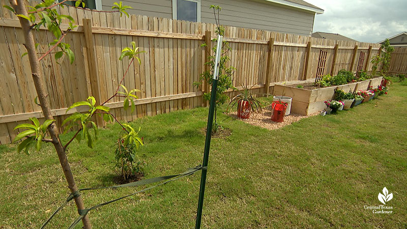 tree in yard raised beds beyond