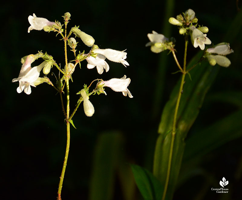 small white tubular flowers