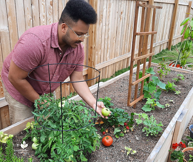 man with tomatoes and strawberries in raised bed