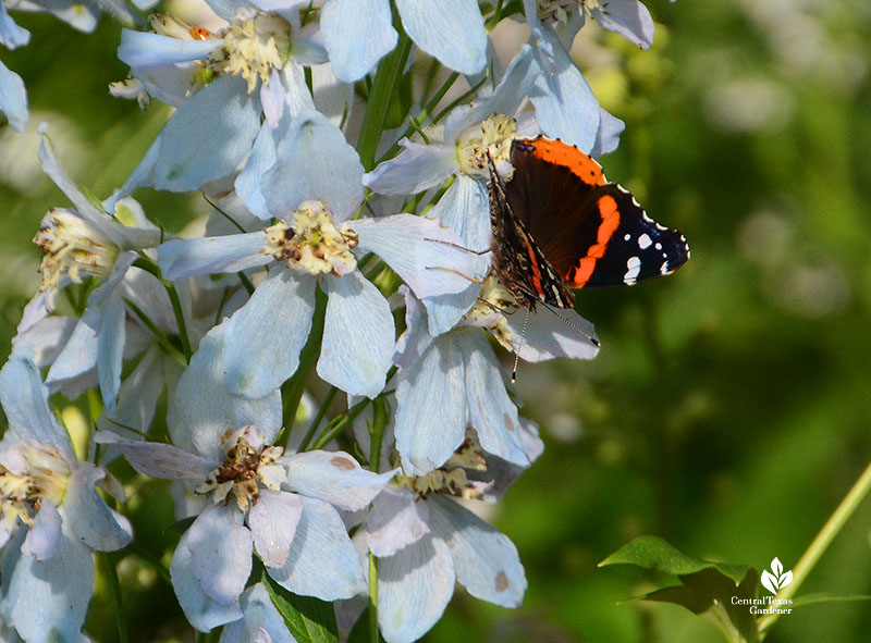 black and red butterfly on pale blue flower